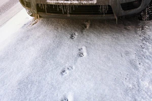 Следы кошки в снегу — стоковое фото