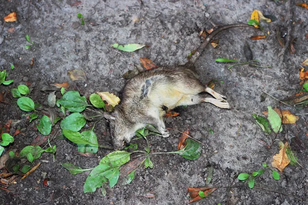 Rato morto — Fotografia de Stock