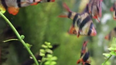 akvaryum/süs balıkları