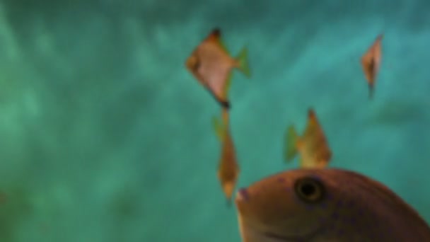 鼻鱼 — 图库视频影像