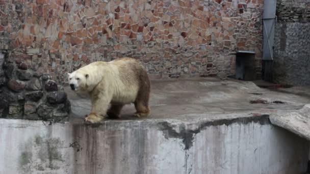 Urso polar e um corvo — Vídeo de Stock