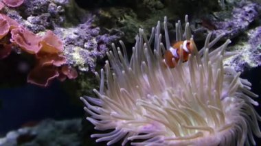 sahte palyaço anemonefish