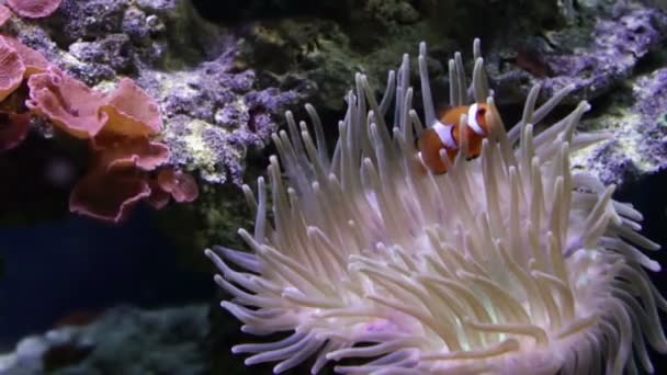 Falsa palhaço anemonefish — Vídeo de Stock