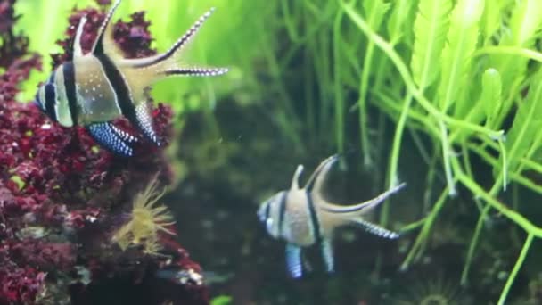 Pesce apogon zebra — Video Stock