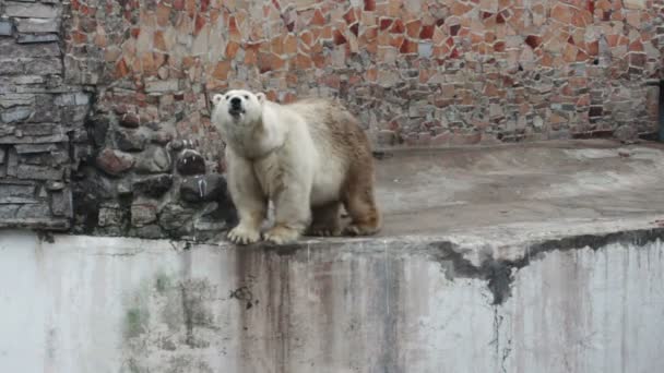 Kutup ayısı — Wideo stockowe