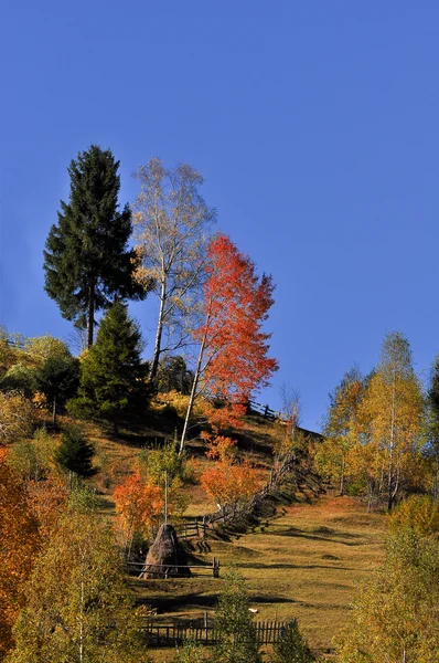 Culorile toamnei în România — Fotografie, imagine de stoc