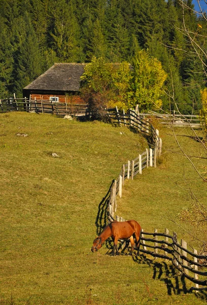 Pastoreo de caballos — Foto de Stock