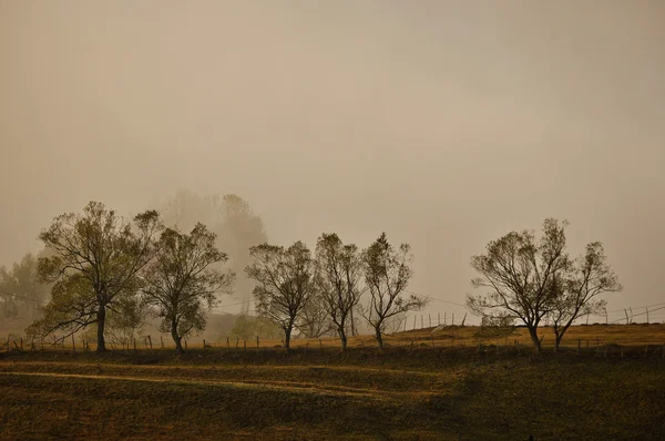 Morgennebel — Stockfoto