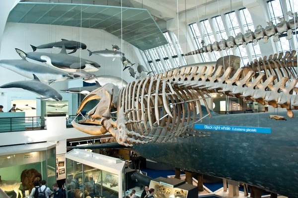 Blue zone of Natural History Museum — Stock Photo, Image