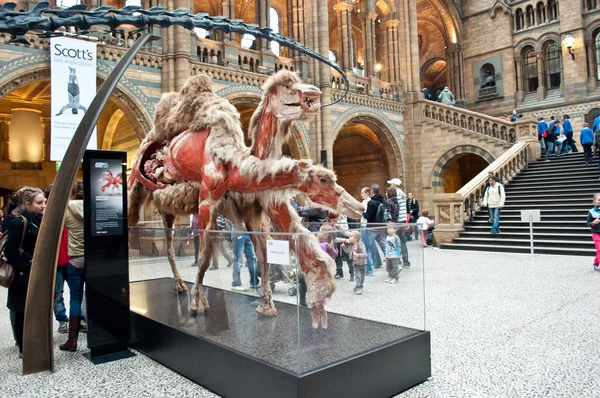 Dentro do Museu de História Natural — Fotografia de Stock