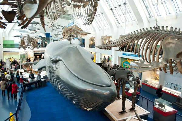 Blue zone of Natural History Museum — Stock Photo, Image