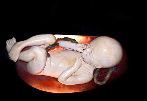 Foetus humain — Photo