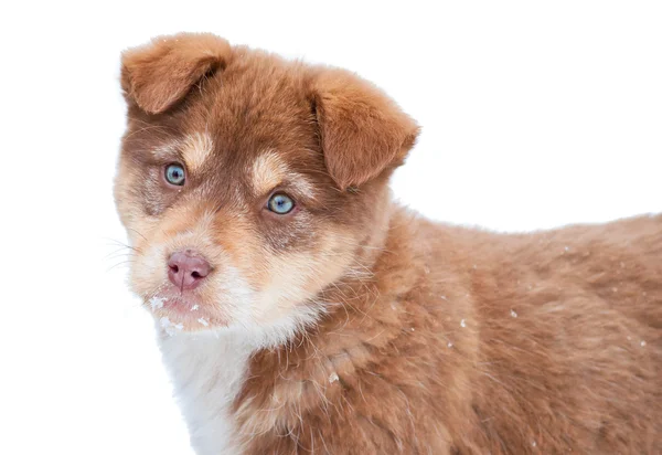 Siberische husky bruin pup — Stockfoto