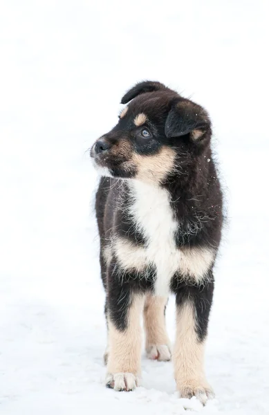 Chiot Husky sur la neige — Photo