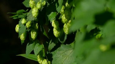 Zıplama külahları güneşte olgunlaşır. Yapraklı çalılık yakın plan. Bira üretimi