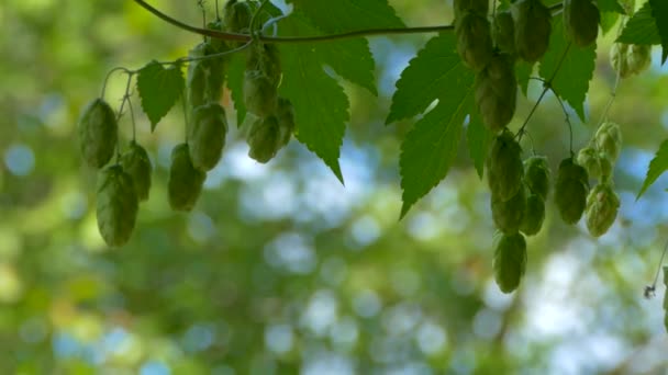 ホップコーンは太陽の下で熟します。葉をクローズアップしてブッシュをホップします。ビールの製造 — ストック動画