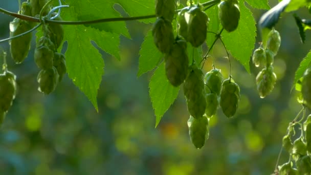 Los conos de lúpulo maduran al sol. Arbusto de salto con hojas de primer plano. Producción de cerveza — Vídeos de Stock