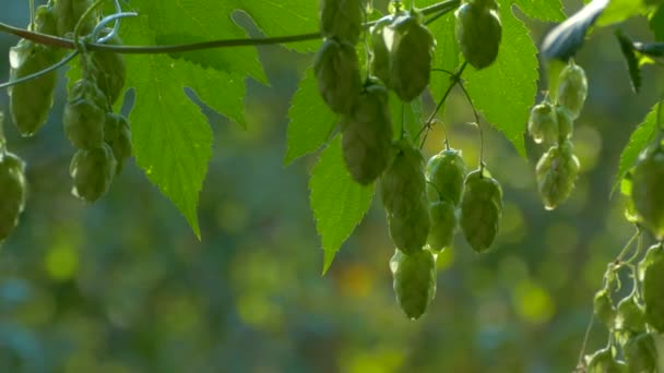 Хоп-конуси дозрівають на сонці. Хмільний кущ з листям крупним планом. Виробництво пива — стокове відео