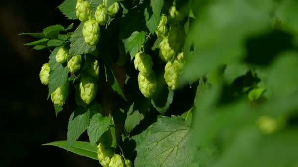 Los conos de lúpulo maduran al sol. Arbusto de salto con hojas de primer plano. Producción de cerveza — Vídeos de Stock