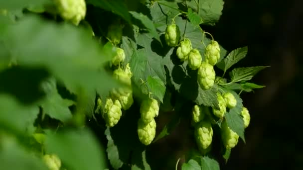Οι κώνοι λυκίσκου ωριμάζουν στον ήλιο. Hop θάμνος με φύλλα από κοντά. Παραγωγή μπύρας — Αρχείο Βίντεο