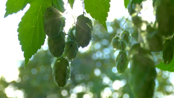 Los conos de lúpulo maduran al sol. Arbusto de salto con hojas de primer plano. Producción de cerveza — Vídeos de Stock
