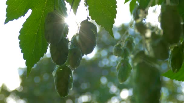 Hopfenzapfen reifen in der Sonne. Hopfenstrauch mit Blättern in Nahaufnahme. Bierproduktion — Stockvideo