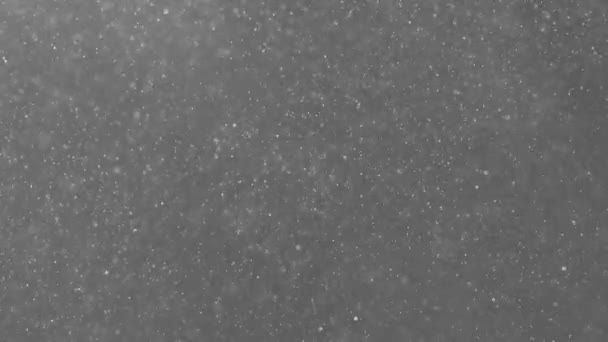 空气中的灰尘 病毒和细菌在黑色背景下在太空中飞行 用小颗粒污染空气 生态与健康 雪花飘落飞扬 — 图库视频影像