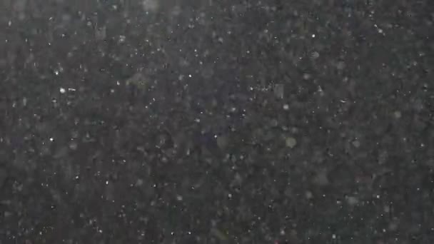空气中的灰尘 病毒和细菌在黑色背景下在太空中飞行 用小颗粒污染空气 生态与健康 雪花飘落飞扬 — 图库视频影像