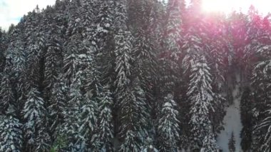 Karda Noel ağaçları. Dağlardaki kozalaklı orman. Kış doğası ve manzarası. Ağaçların dalları ve tepeleri karla kaplı. Yukarıdan görüntüle.