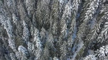 Karda Noel ağaçları. Dağlardaki kozalaklı orman. Kış doğası ve manzarası. Ağaçların dalları ve tepeleri karla kaplı. Yukarıdan görüntüle.