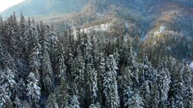 Karda Noel ağaçları. Dağlardaki kozalaklı orman. Kış doğası ve manzarası. Ağaçların dalları ve tepeleri karla kaplı. Yukarıdan görüntüle.