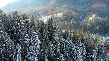 Karda Noel ağaçları. Dağlardaki kozalaklı orman. Kış doğası ve manzarası. Ağaçların dalları ve tepeleri karla kaplı. Yukarıdan görüntüle.