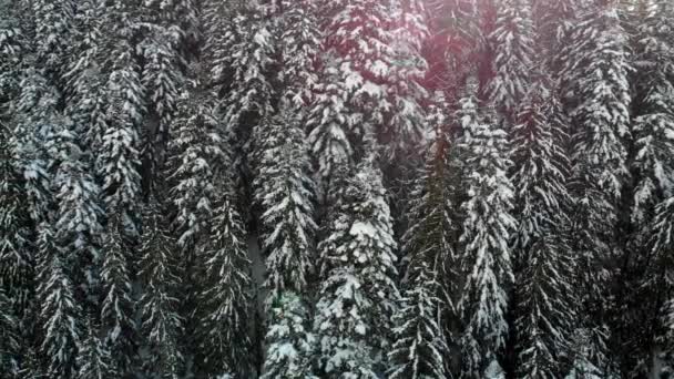 Vánoční stromky ve sněhu. Jehličnatý les v horách. Zimní příroda a krajina. Větve a vrcholky stromů jsou pokryty sněhem. Pohled shora. — Stock video