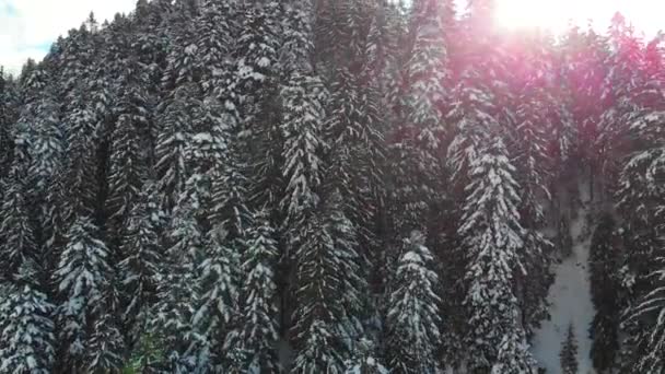 Christmas trees in the snow. Coniferous forest in the mountains. Winter nature and landscape. The branches and tops of the trees are covered with snow. View from above. — 图库视频影像