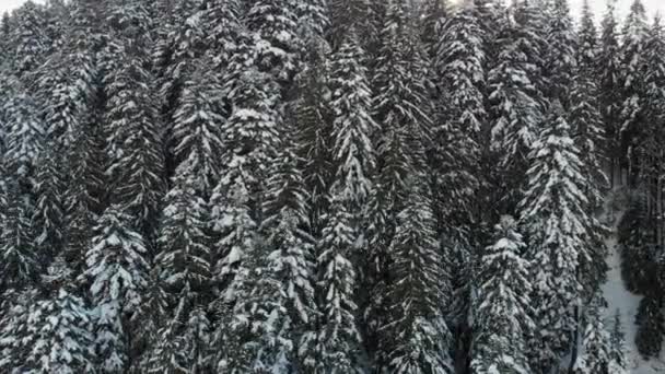 Árboles de Navidad en la nieve. Bosque de coníferas en las montañas. Naturaleza y paisaje invernal. Las ramas y las copas de los árboles están cubiertas de nieve. Vista desde arriba. — Vídeos de Stock