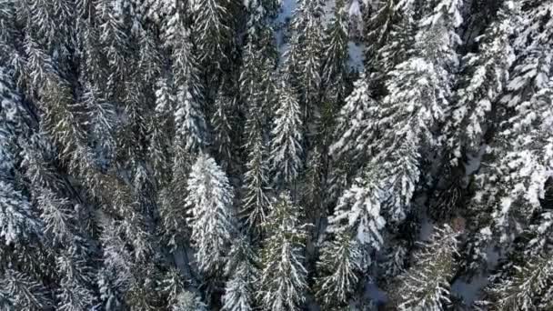 Kerstbomen in de sneeuw. Naaldbos in de bergen. Winter natuur en landschap. De takken en toppen van de bomen zijn bedekt met sneeuw. Uitzicht van bovenaf. — Stockvideo