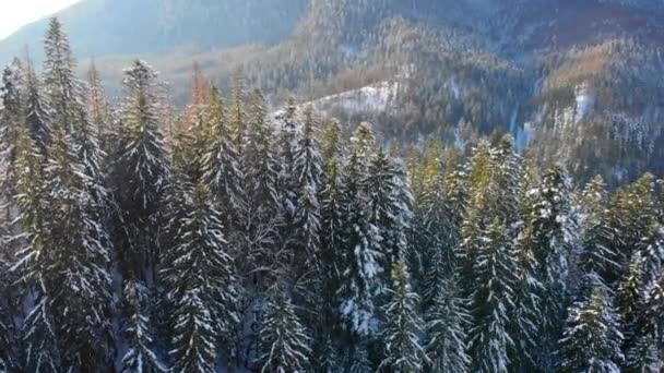 Weihnachtsbäume im Schnee. Nadelwald in den Bergen. Winterliche Natur und Landschaft. Die Äste und Wipfel der Bäume sind mit Schnee bedeckt. Blick von oben. — Stockvideo