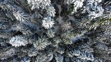 Karda Noel ağaçları. Dağlardaki kozalaklı orman. Kış doğası ve manzarası. Ağaçların dalları ve tepeleri karla kaplı. Yukarıdan görüntüle.