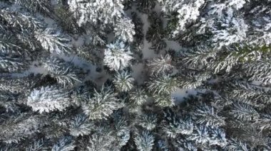 Karda Noel ağaçları. Dağlardaki kozalaklı orman. Kış doğası ve manzarası. Ağaçların dalları ve tepeleri karla kaplı. Yukarıdan görüntüle.