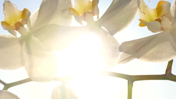 阳光穿过兰花花瓣发出光芒 — 图库视频影像