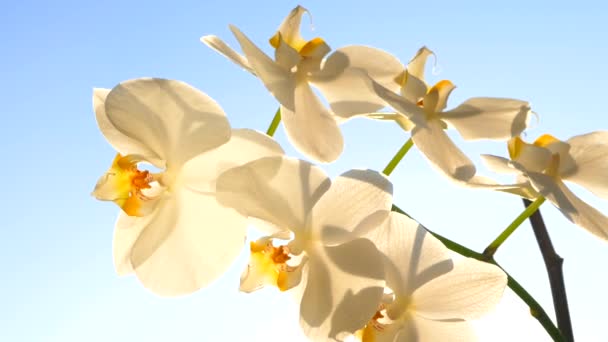 Zonnestralen Schijnen Door Bloemblaadjes Van Orchidee Bloem — Stockvideo
