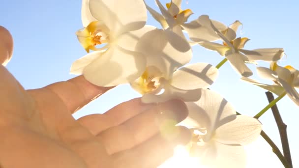 Ακτίνες Του Ήλιου Λάμπουν Μέσα Από Πέταλα Του Λουλουδιού Ορχιδέας — Αρχείο Βίντεο