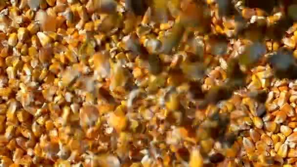 Семена Кукурузы Разливаются Зернохранилищах Желтый Урожай Зерна — стоковое видео
