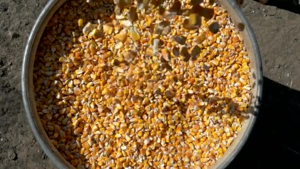 Mısır Tohumları Tahıl Ambarlarına Dökülür Sarı Tahıl Hasadı — Stok video