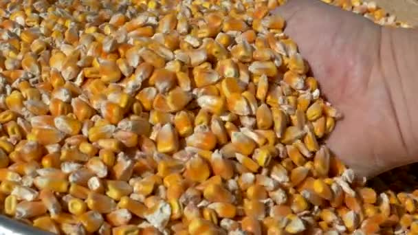 Рука Раскачивает Семена Кукурузы Урожай Зернохранилищах Много Жёлтых Зерен — стоковое видео