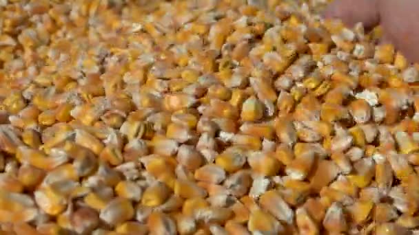 Hand Flipping Corn Seeds Harvest Granaries Lots Yellow Grains Close — Stock Video