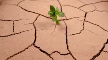 Kırık zeminde solmuş yeşil bir filiz. Küresel ısınma ve yükselen sıcaklıklar. Küresel iklim değişikliği ve ekoloji. Çöl kuruyor. Topraktan su buharlaşması.