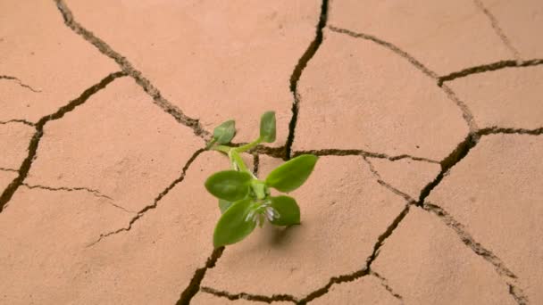 Ein Grüner Trieb Verdorrte Trockenen Rissigen Boden Globale Erwärmung Und — Stockvideo