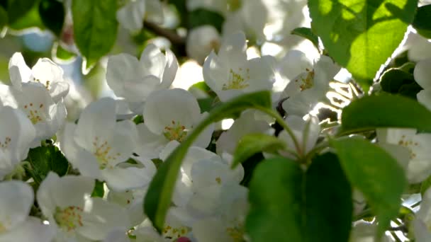 Gyönyörű Virág Almafák Ágain Tavaszi Nap Sugarai Fák Fehér Rózsaszín — Stock videók