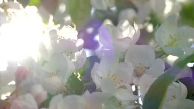 Elma ağaçlarının dallarında güzel bir çiçek açar. Bahar güneşinin ışınları, bahçedeki beyaz-pembe ağaçların arasından yol alır..